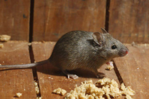 Mice Removal Vancouver