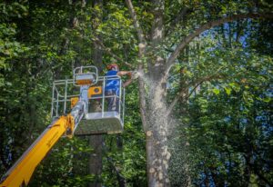 Commercial Tree Service